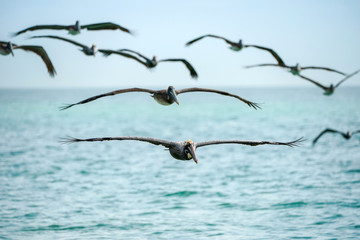 Brown Pelicans - Flight