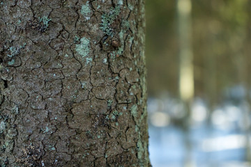 Fototapeta premium Winter pine