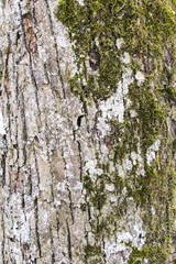 Closeup Rough tree bark texture