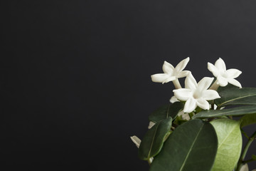 Jasmine flower plant with green leaf on black background