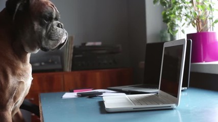 Boxer dog sitting at the chair and working on laptop.