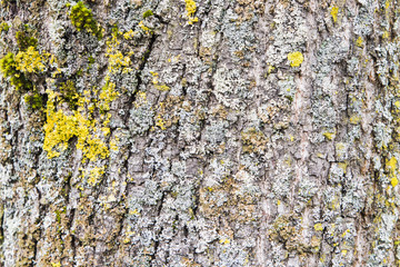 Closeup Rough tree bark texture