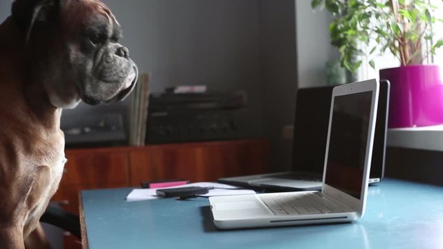 Boxer dog sitting at the chair and working on laptop.