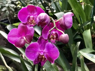 A bunch of purple orchids close up
