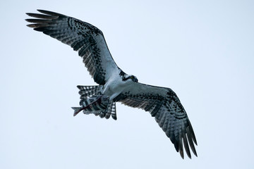 Osprey - Southern Sheeps Head Fish