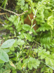 Knotgrass, knotweed, birdweed, pigweed or centinodia