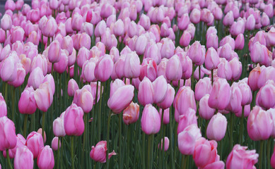 Море тюльпанов