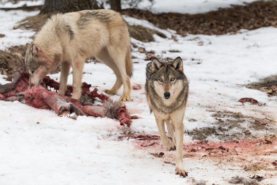 Grey Wolf (Canis lupus) Walks Away From Deer Kill