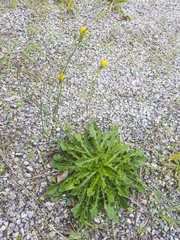 Obraz premium Lesser, hairy or rough hawkbit