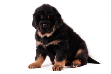 щенок тибетского мастифа, сидит