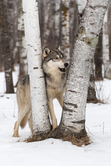 Grey Wolf (Canis lupus) Stands Between Birch Trees