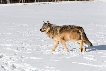 Grey Wolf (Canis lupus) Looks Up While Walking Left