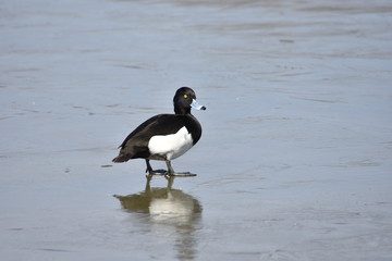 Tufted duck on the ice