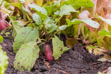 Red radish and leaves