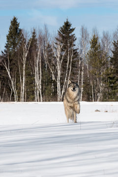 Grey Wolf (Canis lupus) Leaps Forward in Snowy Field