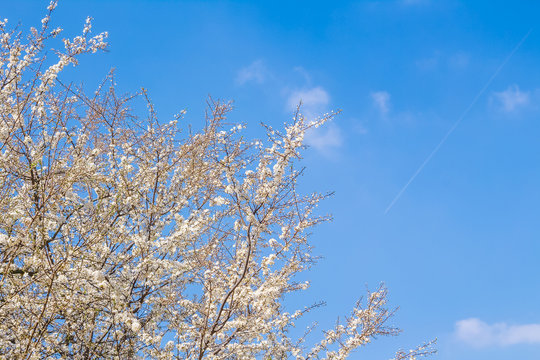 Fototapeta Kwitnąca wiśnia na tle błękitnego nieba. Gałęzie drzewa pokryte kwiatami. Wiosenne tło z kwitnącym drzewem.