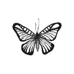 Butterfly sketch. Hand drawn vector illustration