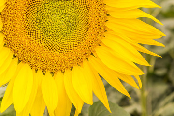 Piękny, duży, rozkwitnięty kwiat słonecznika. Żółte płatki słonecznika. Naturalne tło kojarzące się z latem. - obrazy, fototapety, plakaty