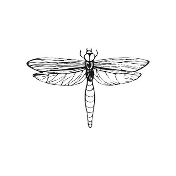 Dragonfly sketch. Hand drawn vector illustration