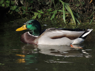 Erpel treibt am Wasserufer längs vorbei