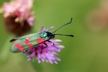 PAPILLON A POIS ROUGES