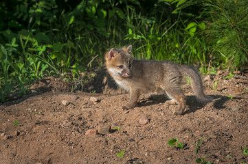 Grey Fox Kit (Urocyon cinereoargenteus) Looks Over Shoulder