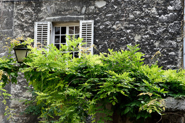 vue fenêtre avec verdure