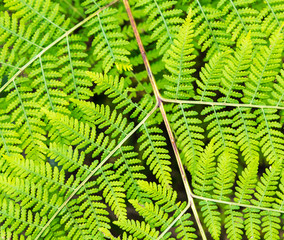 Fundo verde com samambaia