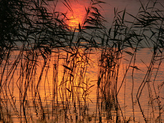 Obraz premium Schilf im Wasser, in dem sich ein stimmungsvoller Sonnenuntergang spiegelt