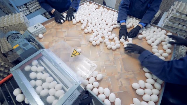 Workers at poultry put fresh eggs in crates. Poultry farm.