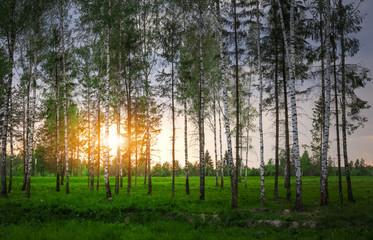 Park with birch trees and green grass at sunset