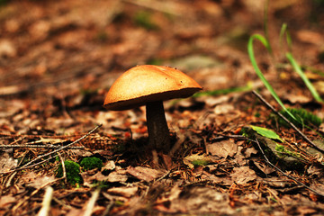 Белый гриб и листва