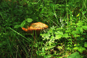 Гриб лисичка и трава