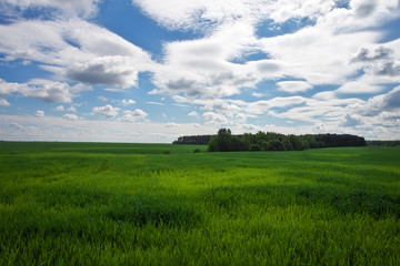 Fototapeta na wymiar Green field and beautiful blue cloudy sky with light clouds. Agricultural landscape. Wide photo.