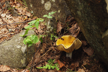 Желтый гриб