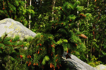 Еловая ветка и шишка