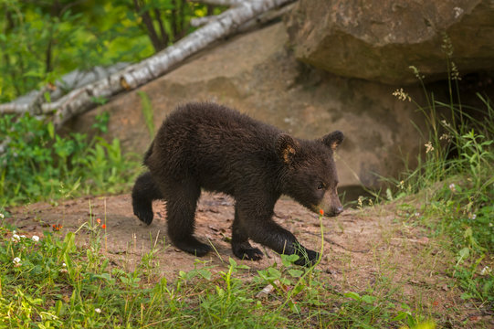 Black Bear (Ursus americanus) Cub Walks Right Near Den