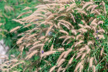 Grass flower in the nature