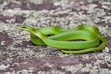 Smooth Green Snake (Opheodrys vernalis)