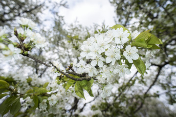 blossom apple branch