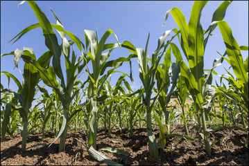 cornfield in styria, austria
