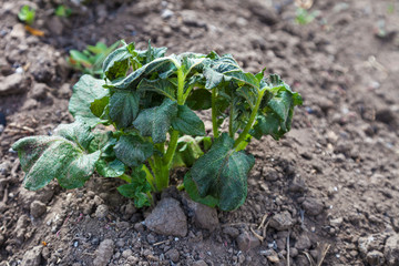 Potato sprouts are damaged by frost