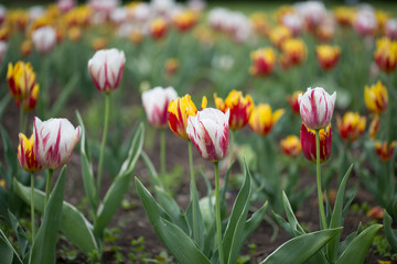 Fototapeta premium A magical landscape with sunrise over tulip field in the Netherlands