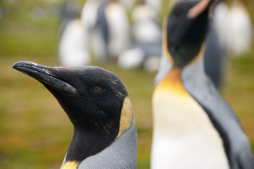 King Penguins on Salisbury plains