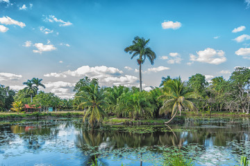 Fototapeta na wymiar Picture of small tropical lake with green trees and coconut palm trees.