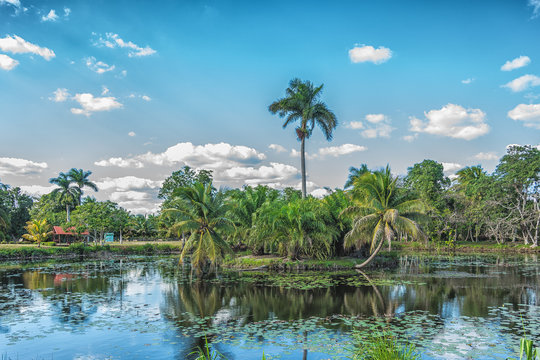 Picture of small tropical lake with green trees and coconut palm trees.