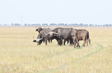 Fototapeta na wymiar A herd of Buffalo in the desert