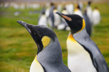 King Penguins on Salisbury plains