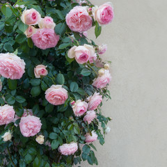 Beautiful pink roses