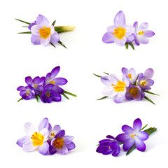 crocus flower on white background - fresh spring flowers - collage